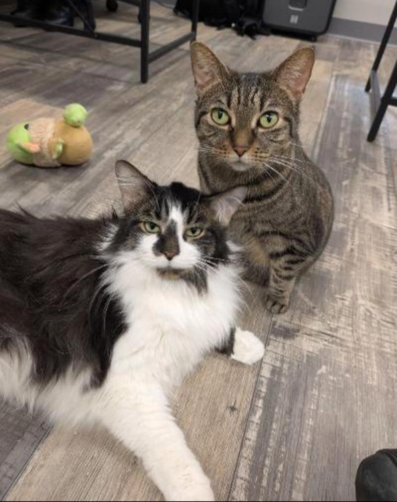 RAINBOW & TROUT, a Adoptable mixed breed in Carroll, OH image 2/3