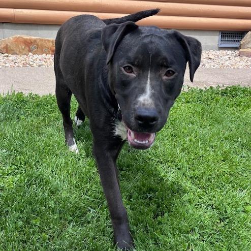Owen, Adoptable, Young Male Black Labrador Retriever & Pit Bull Terrier.