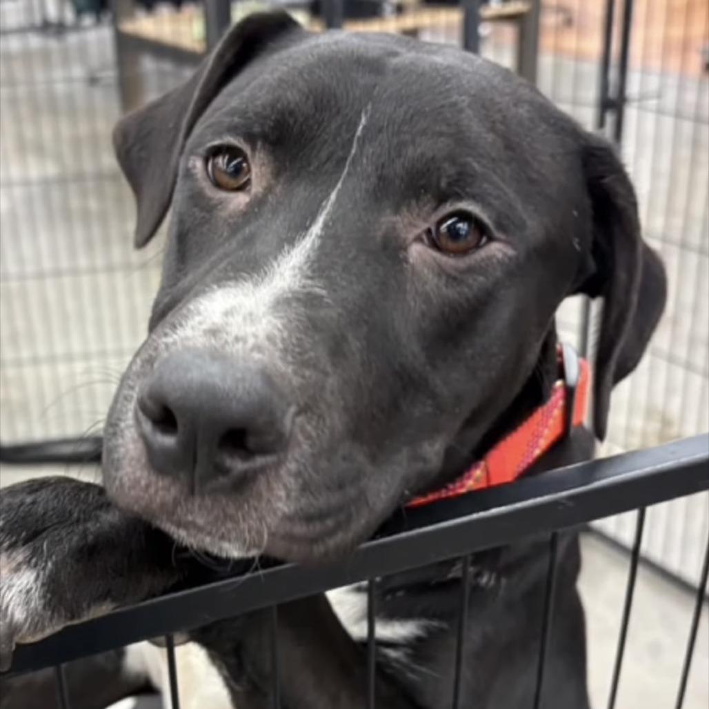Enlarge Owen, a Adoptable mixed breed in Mooresville, IN image 1/6