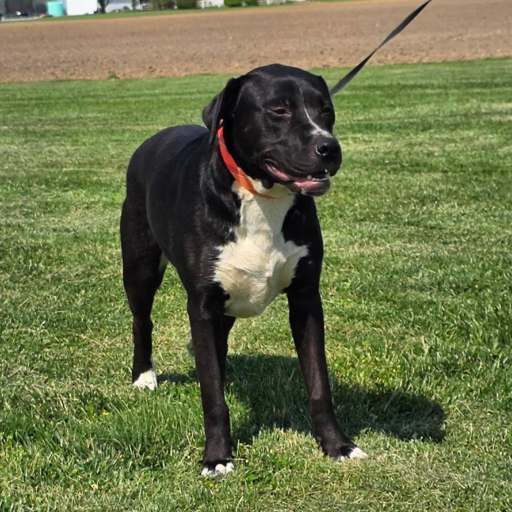 Owen, a Adoptable mixed breed in Mooresville, IN image 2/5