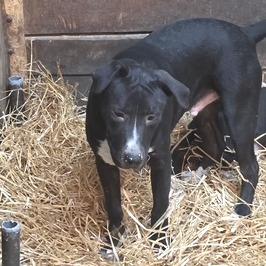 Enlarge Owen, a Adoptable mixed breed in Mooresville, IN image 2/6
