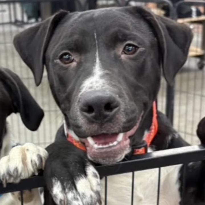 Enlarge Owen, a Adoptable mixed breed in Mooresville, IN image 3/6
