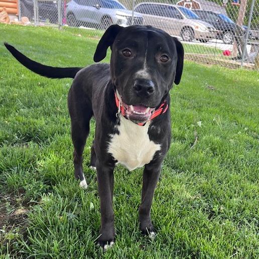 Owen, a Adoptable mixed breed in Mooresville, IN image 4/5