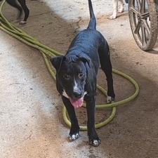Enlarge Owen, a Adoptable mixed breed in Mooresville, IN image 5/6