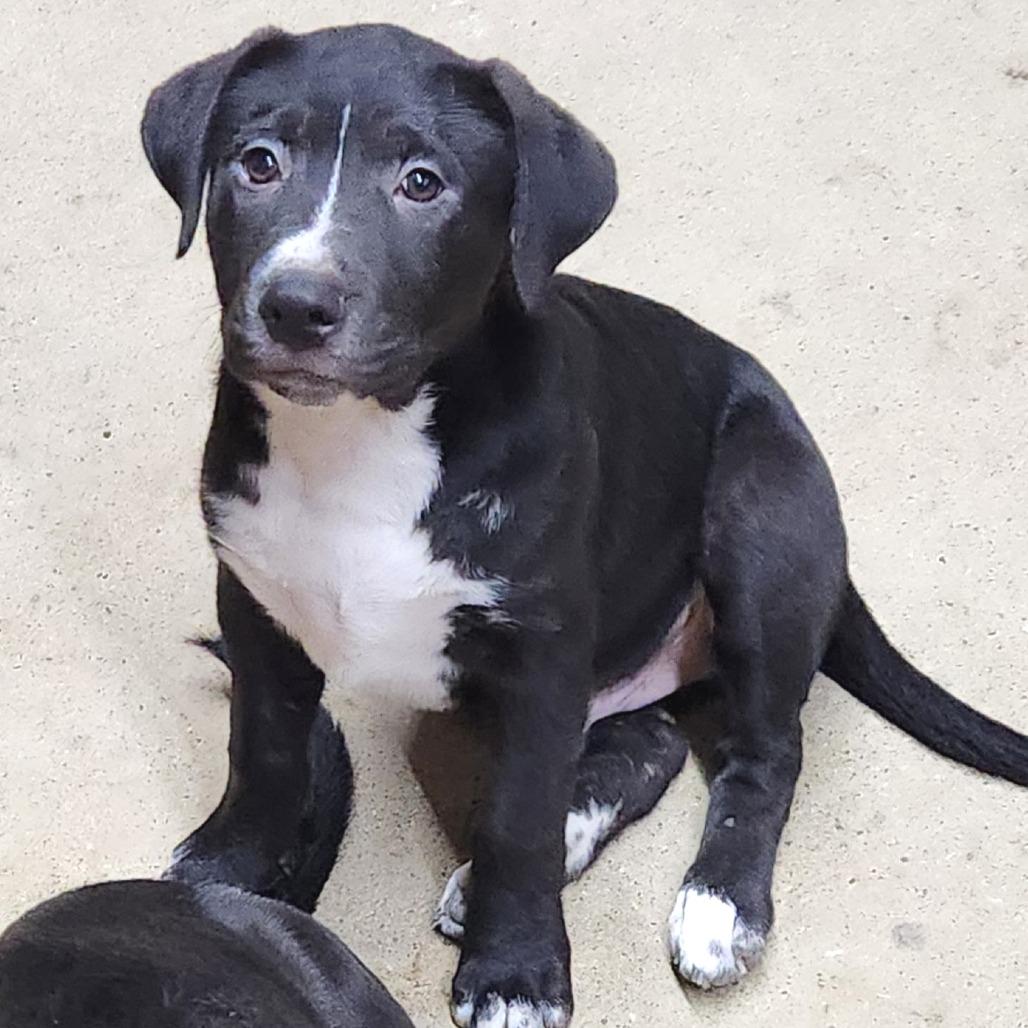 Enlarge Owen, a Adoptable mixed breed in Mooresville, IN image 6/6