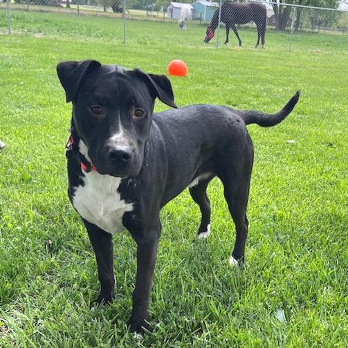 Owen, a Adoptable mixed breed in Mooresville, IN image 5/5