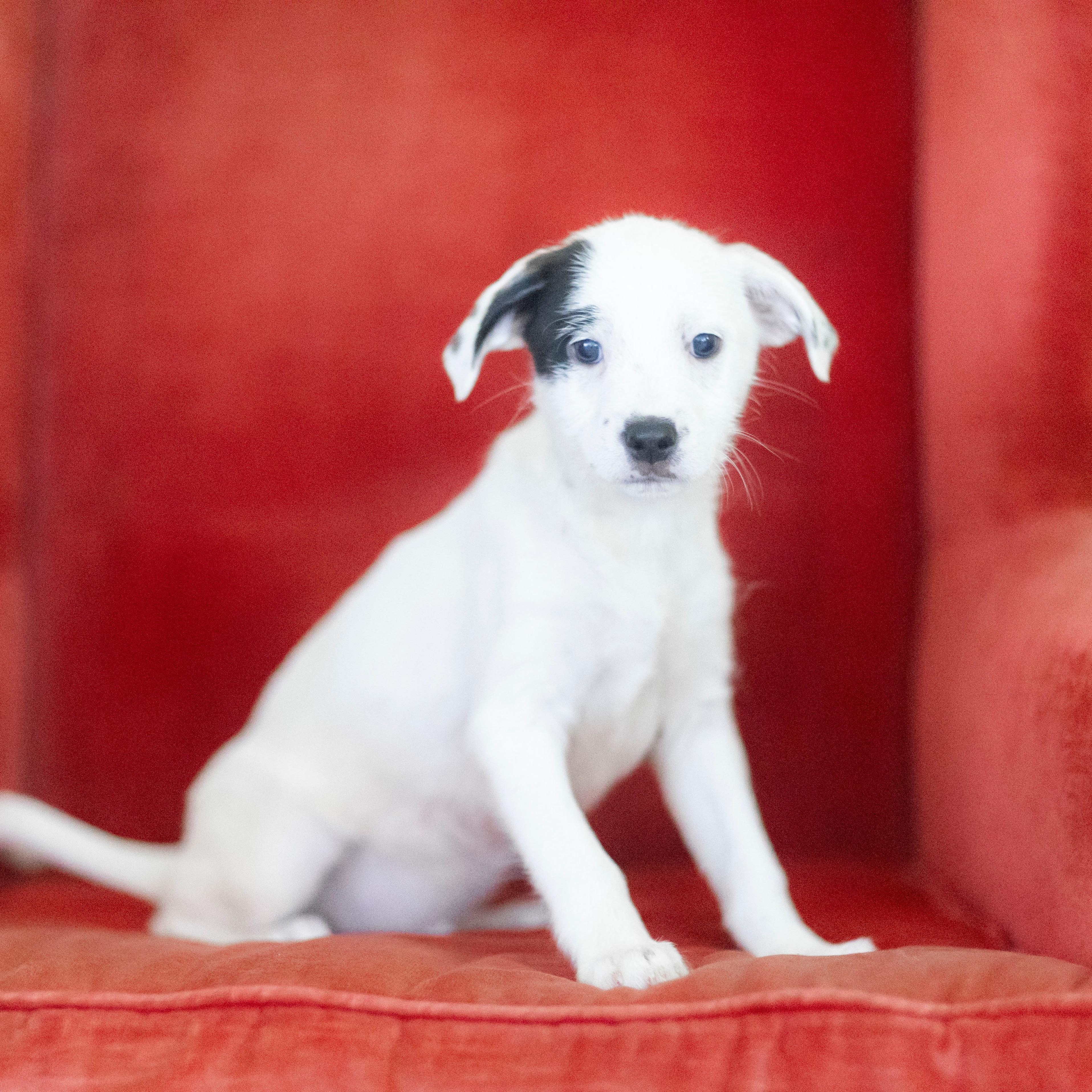 BEETLEJUICE, Adoptable, Puppy Male Mixed Breed.