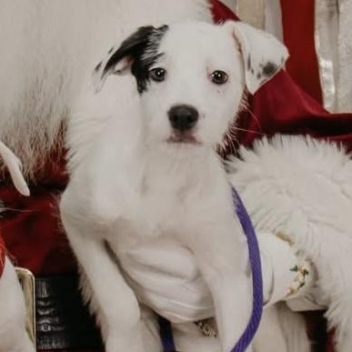 BEETLEJUICE, Adoptable, Puppy Male Mixed Breed.