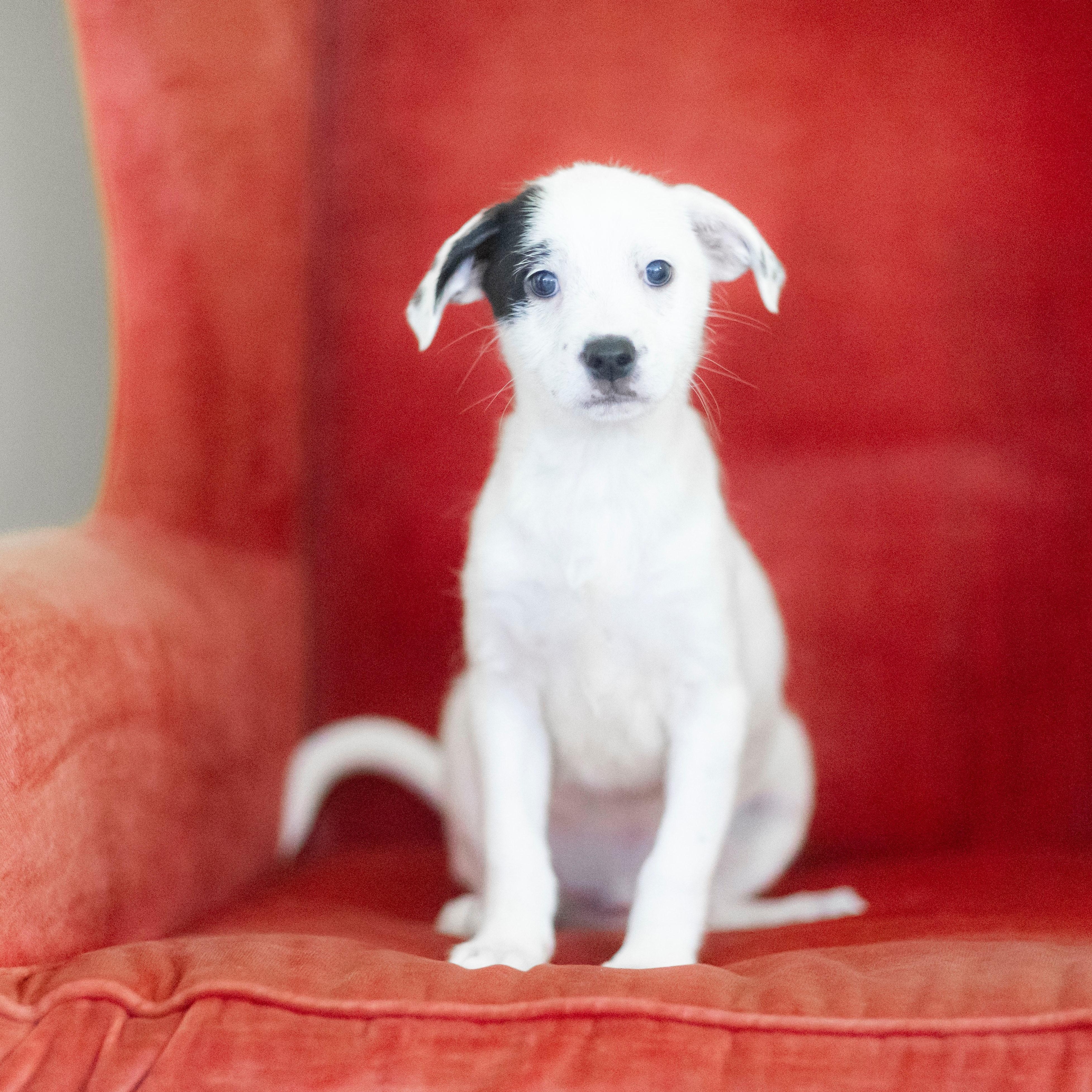 Enlarge BEETLEJUICE, a Adoptable mixed breed in Cranston, RI image 2/2