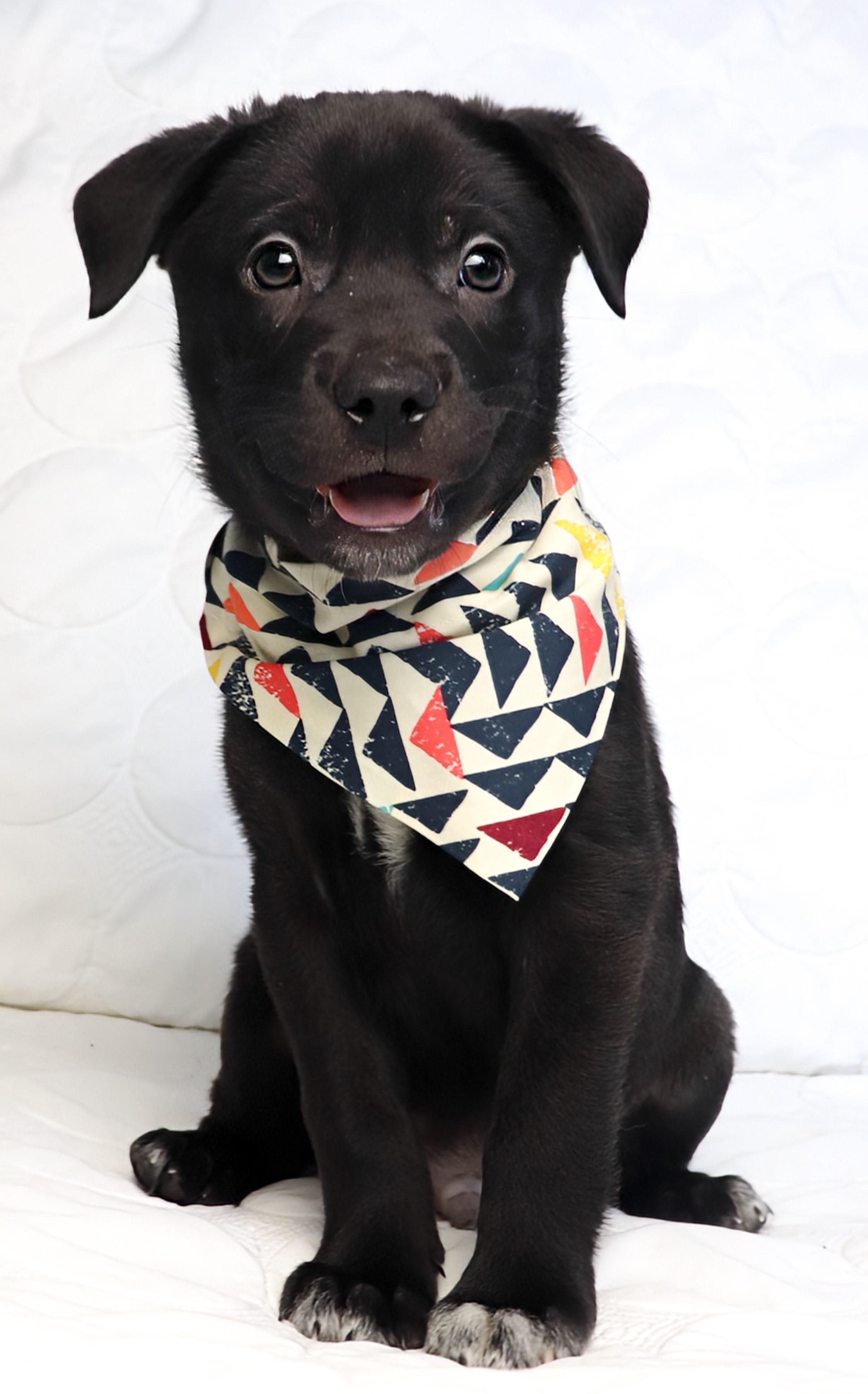 Enlarge Noodin (wind in Ojibwe), a ADOPTABLE mixed breed in Saint Paul, MN image 2/5