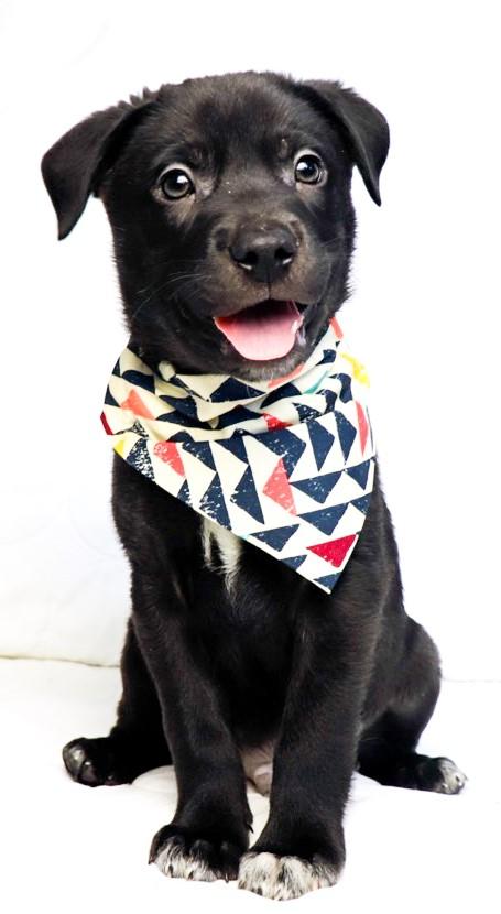 Enlarge Noodin (wind in Ojibwe), a ADOPTABLE mixed breed in Saint Paul, MN image 1/5