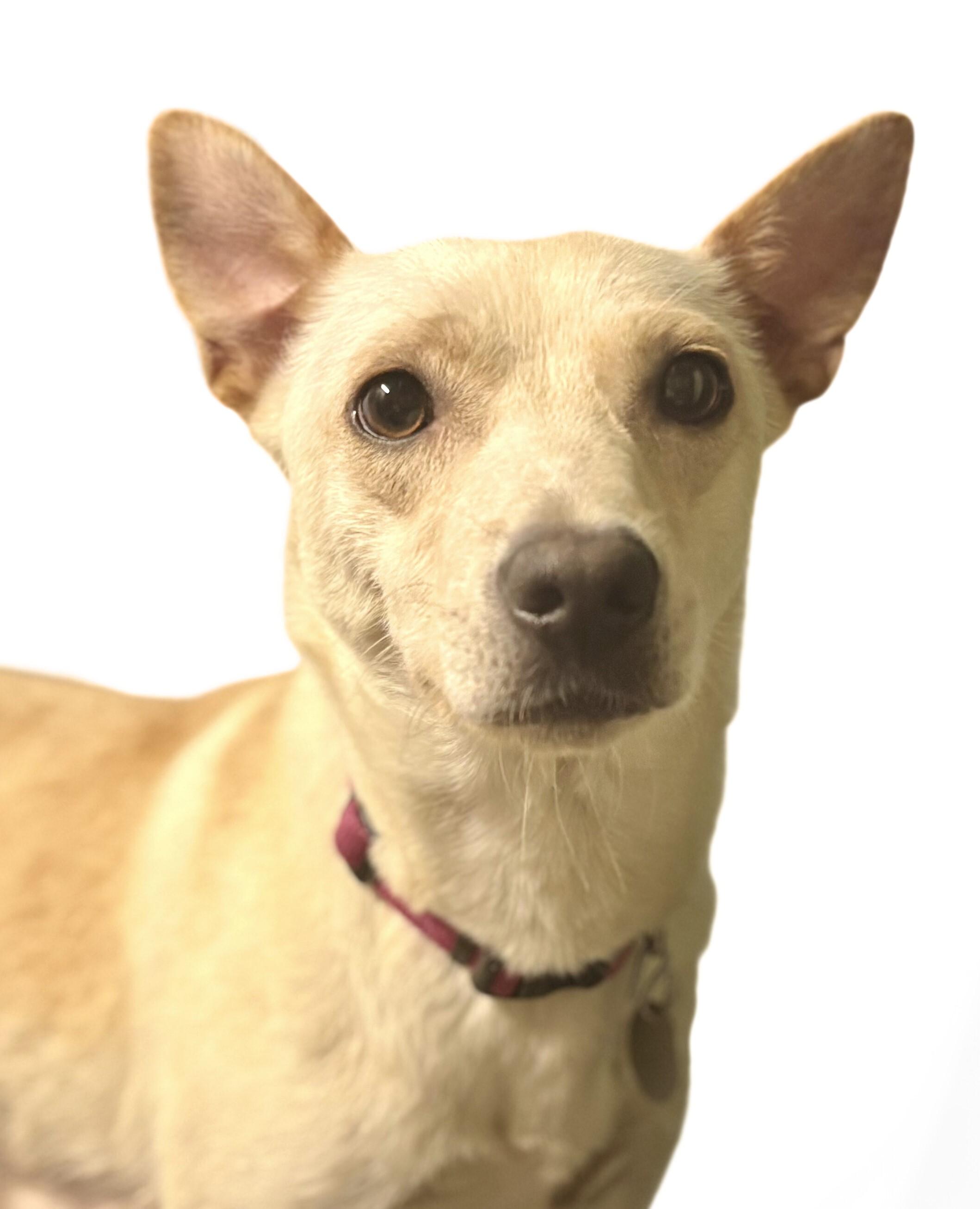 Enlarge Noodin (wind in Ojibwe), a ADOPTABLE mixed breed in Saint Paul, MN image 3/5