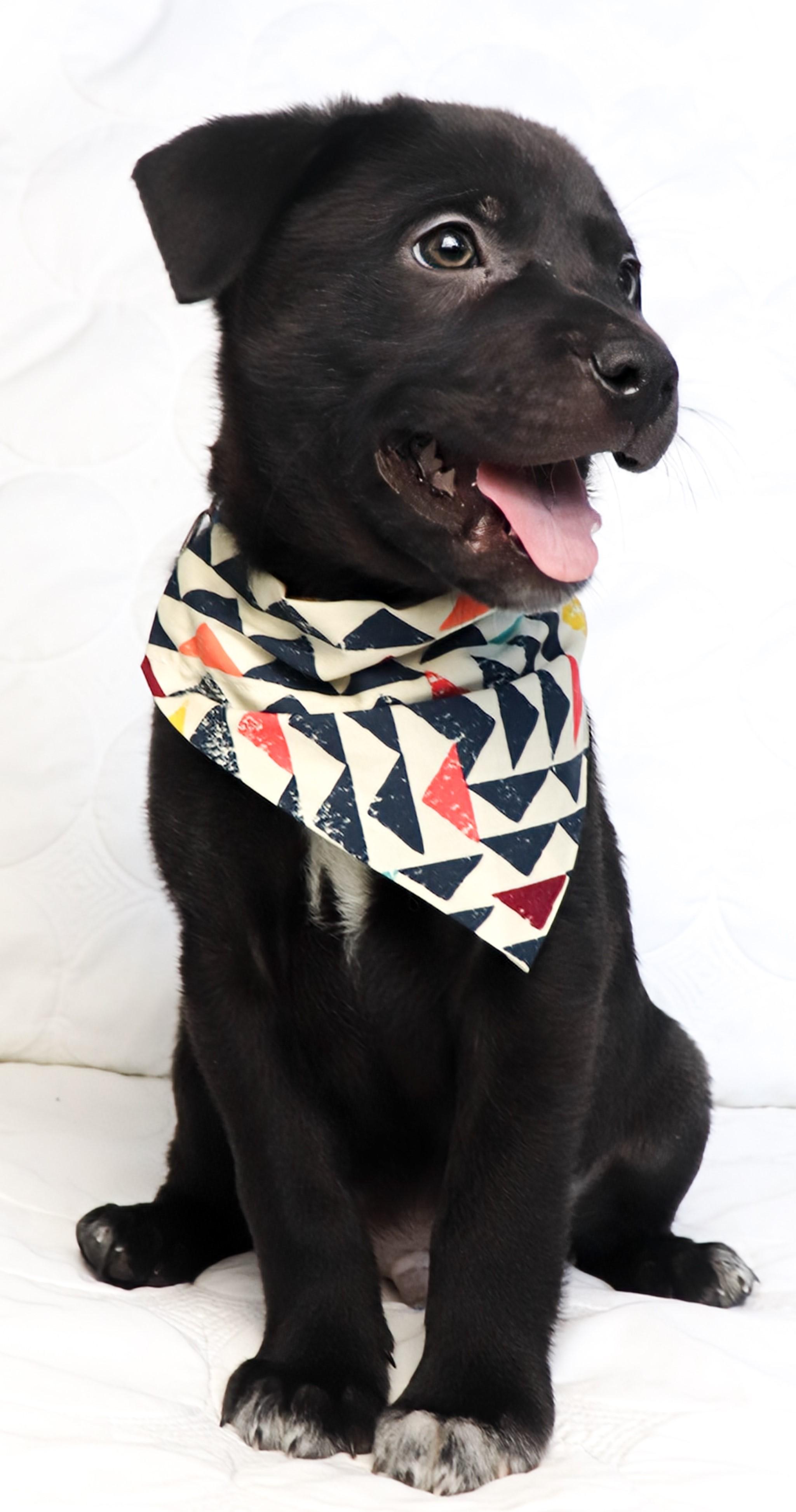 Enlarge Noodin (wind in Ojibwe), a ADOPTABLE mixed breed in Saint Paul, MN image 5/5