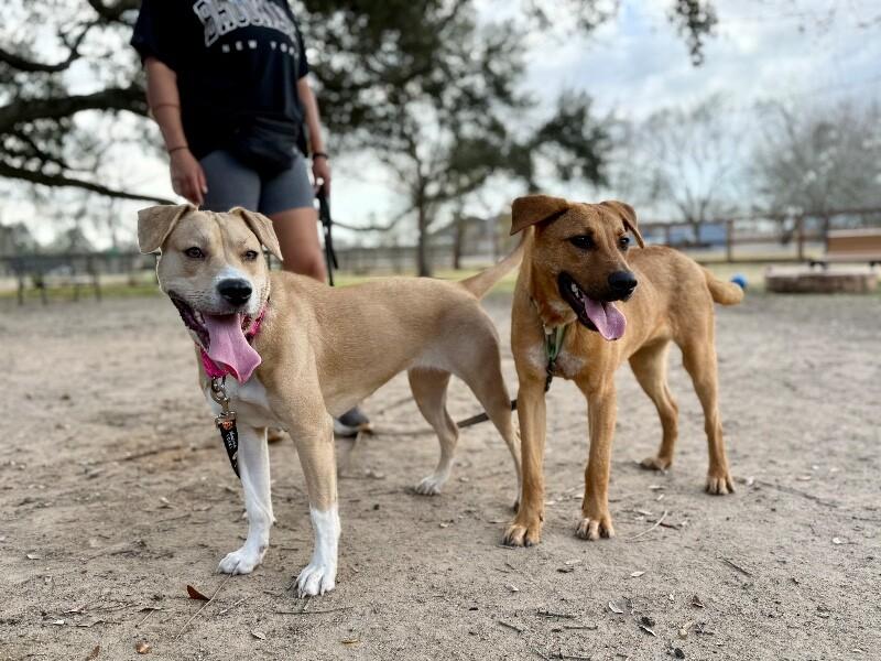 Susie Q the Fun Friend