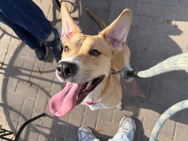 Susie Q the Fun Friend — thumbnail 2