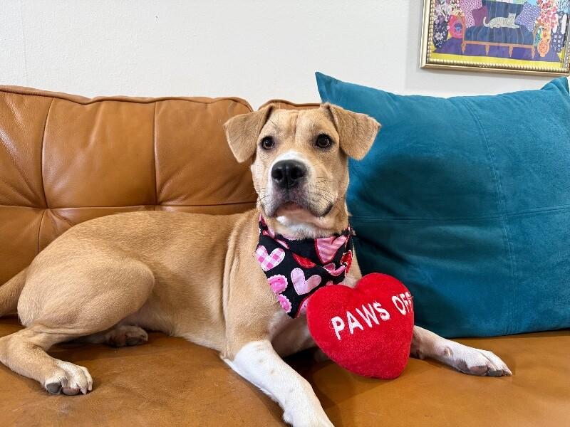 Susie Q the Fun Friend — thumbnail 5