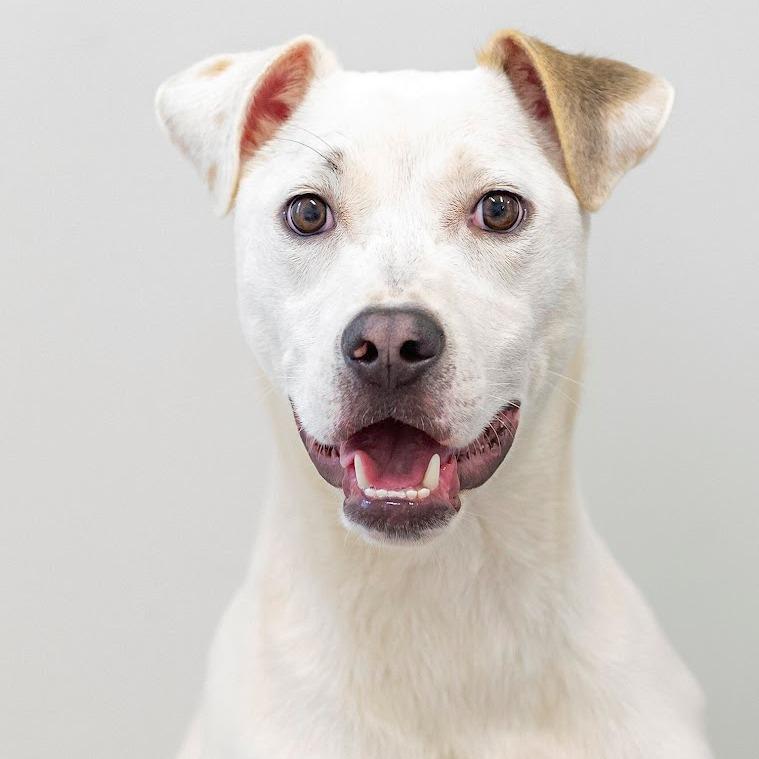 Todd, Adoptable, Adult Male Mixed Breed.