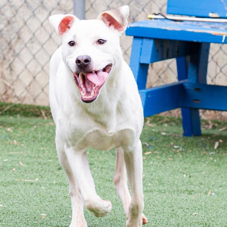 Enlarge Todd, a Adoptable Mixed Breed in Cartersville, GA image 2/4