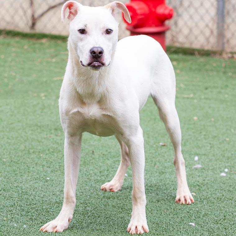 Enlarge Todd, a Adoptable Mixed Breed in Cartersville, GA image 3/4