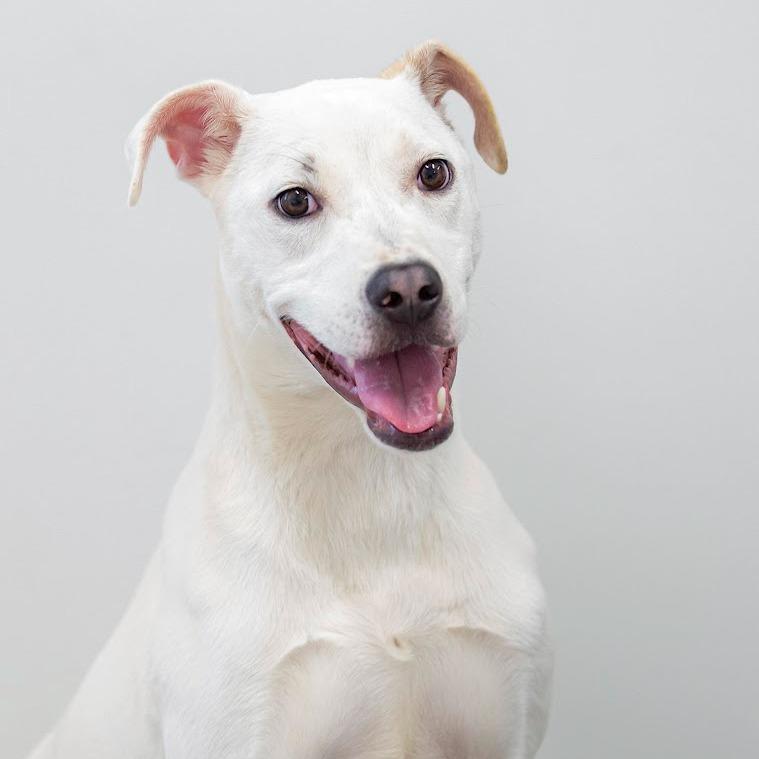 Enlarge Todd, a Adoptable Mixed Breed in Cartersville, GA image 4/4