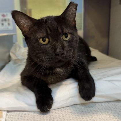 Centipede, Adoptable, Adult Male Domestic Short Hair.