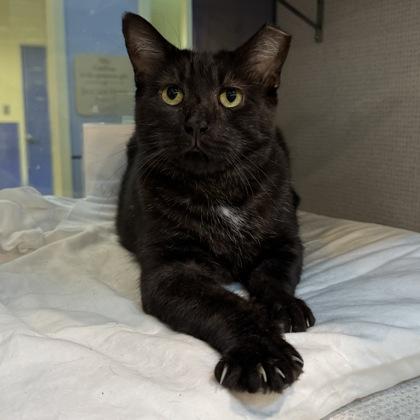 Enlarge Centipede, a Adoptable mixed breed in Richmond, VA image 2/3