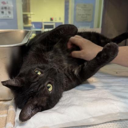Enlarge Centipede, a Adoptable mixed breed in Richmond, VA image 3/3