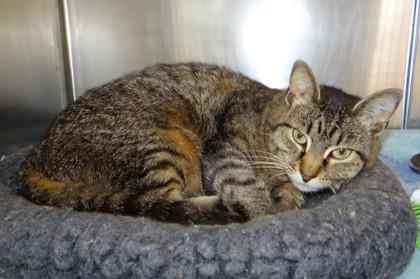 Peony, Adult Female Domestic Short Hair