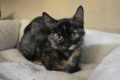 Macy, Adoptable, Young Female Domestic Short Hair & Domestic Short Hair.