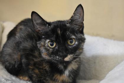 Enlarge Macy, a Adoptable mixed breed in Kansas City, MO image 2/2