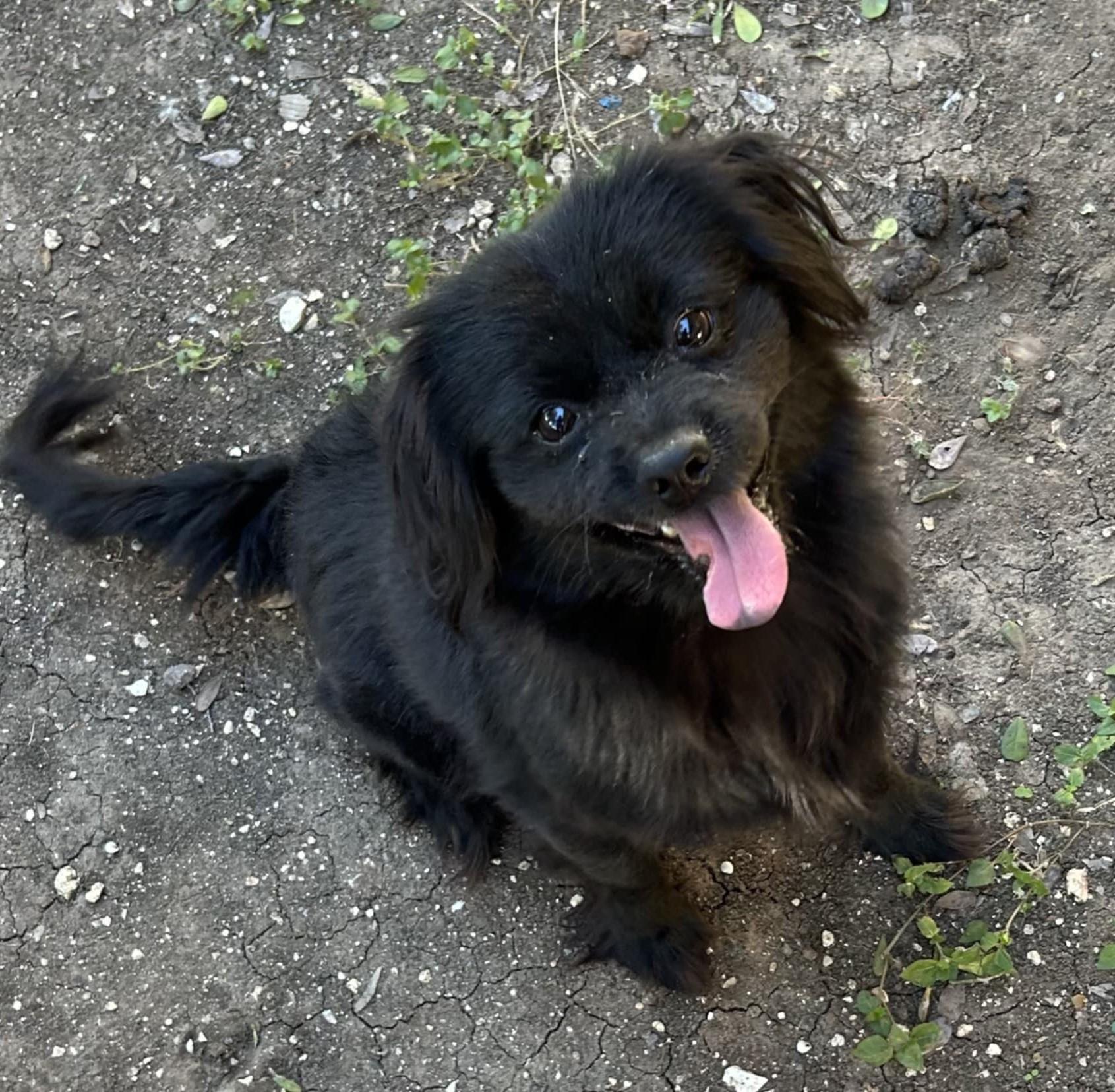 Rembrandt thumbnail 2