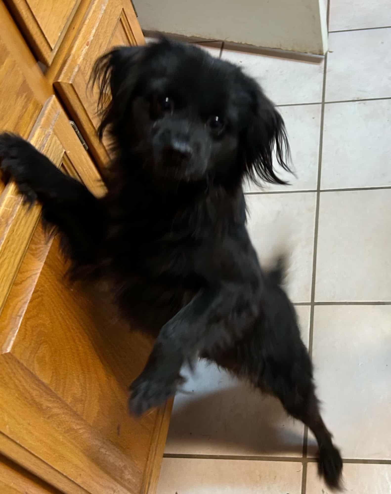 Rembrandt thumbnail 3