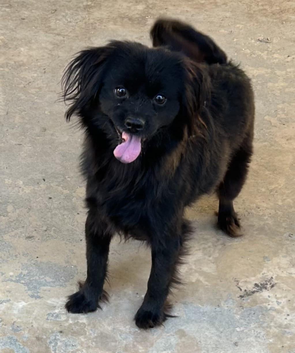 Rembrandt thumbnail 4