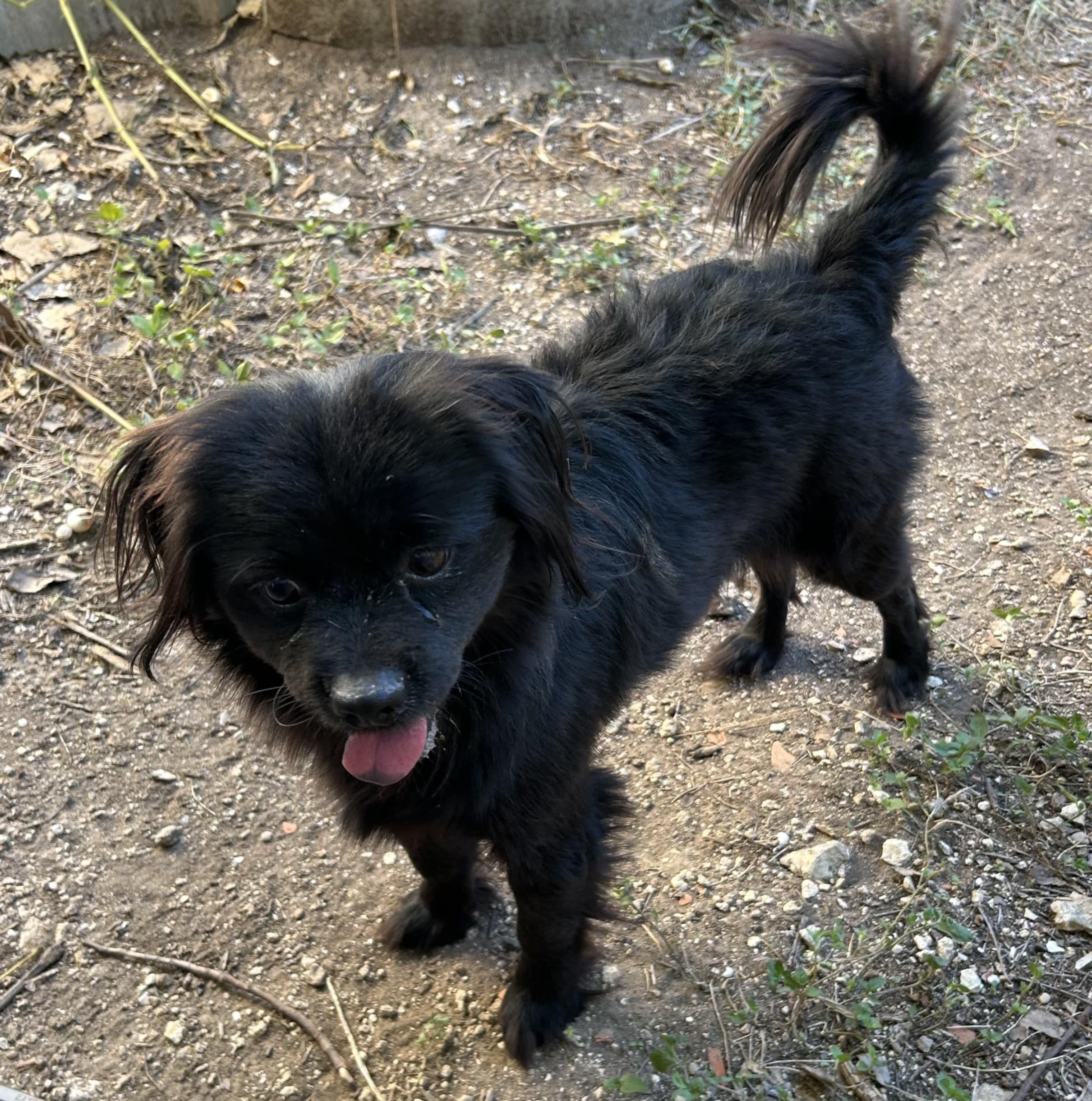 Rembrandt thumbnail 6