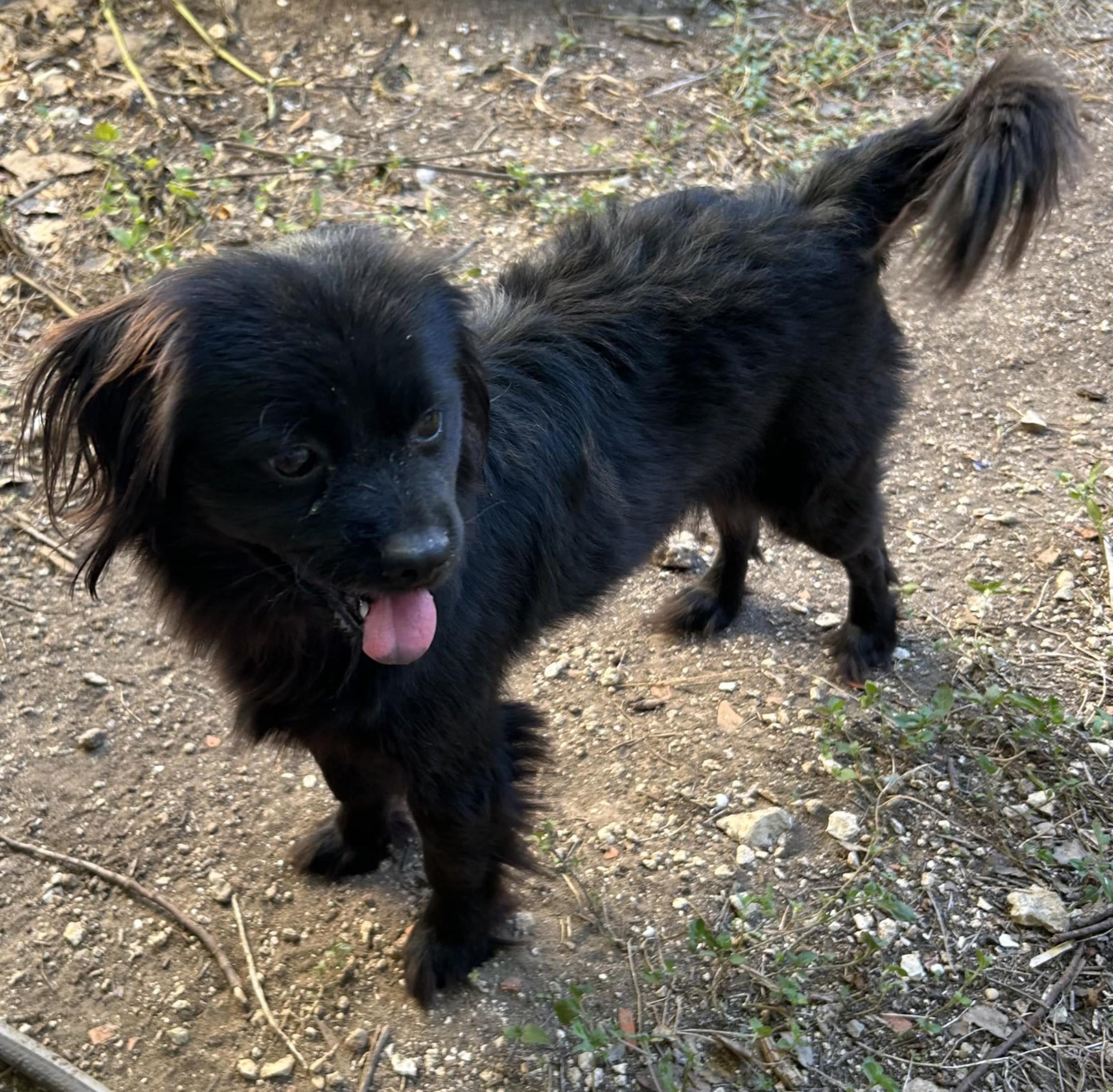 Rembrandt thumbnail 7