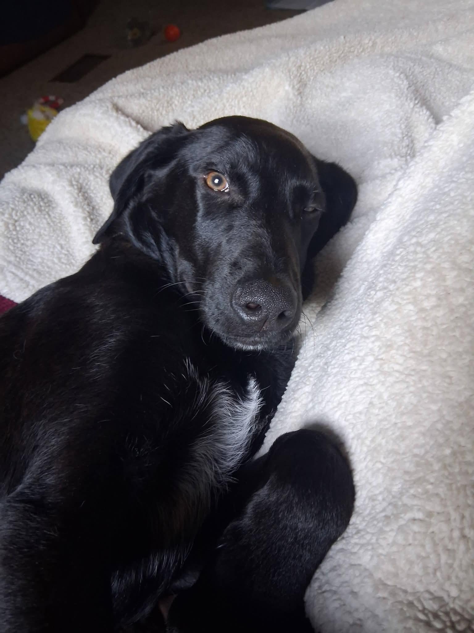 Enlarge Howie, a Adoptable mixed breed in Grand Rapids, MI image 2/2