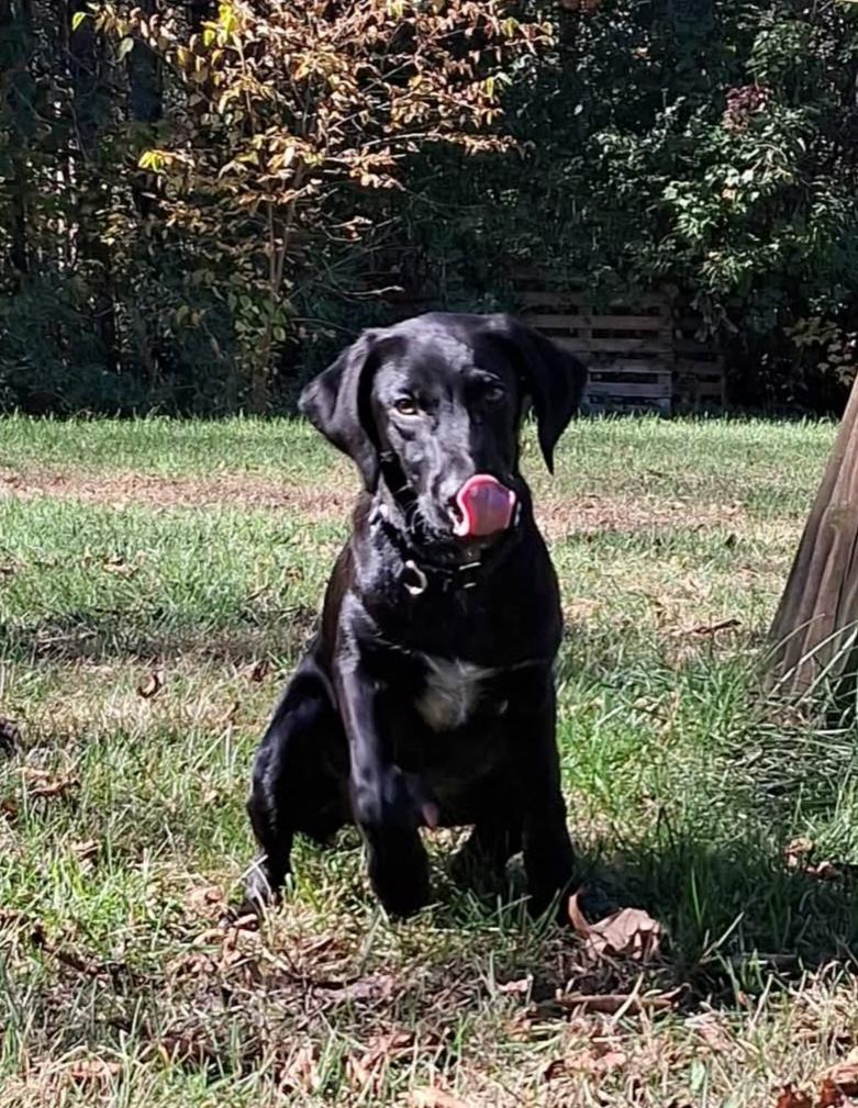 Howie, Adoptable, Puppy Male Black Labrador Retriever.