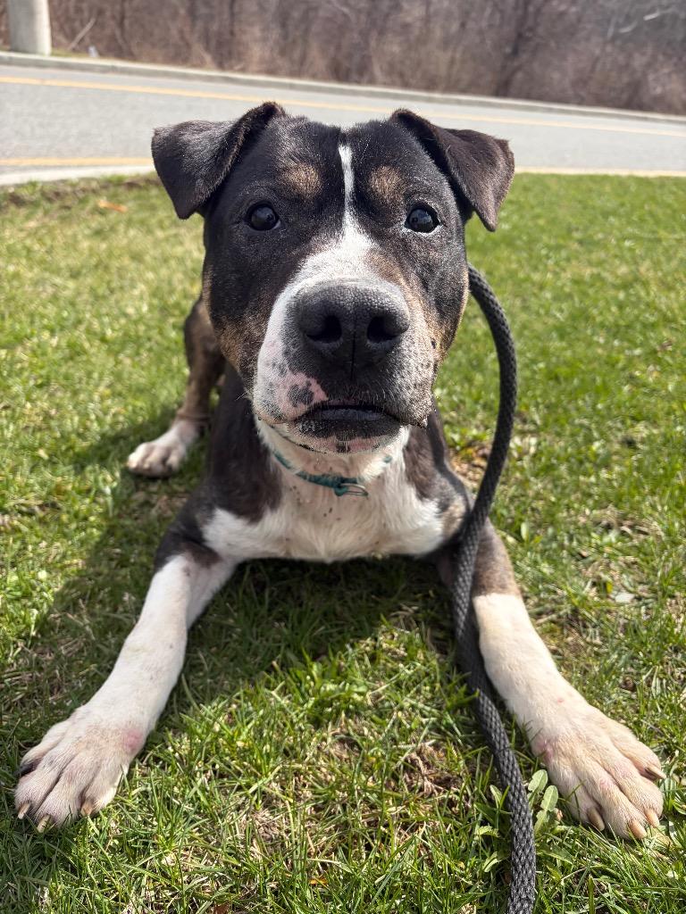 Leo (Petey), Adoptable, Senior Male Terrier & Mixed Breed.