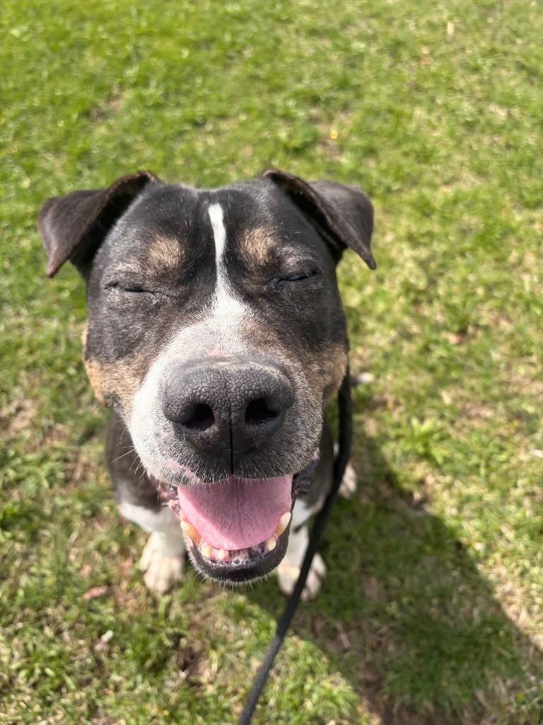 Petey, Adoptable, Senior Male Terrier & Mixed Breed.