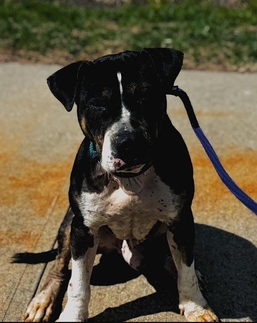 Leo (Petey), Adoptable, Adult Male Terrier & Mixed Breed.