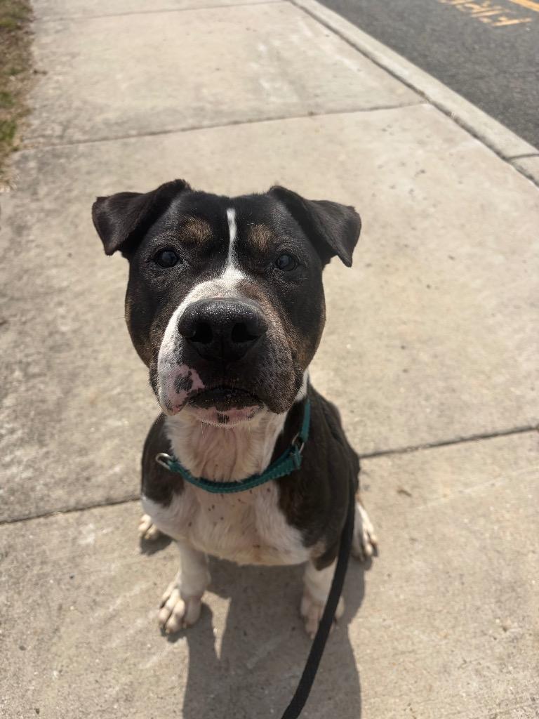 Enlarge Leo (Petey), a Adoptable mixed breed in Pomona, NY image 4/6