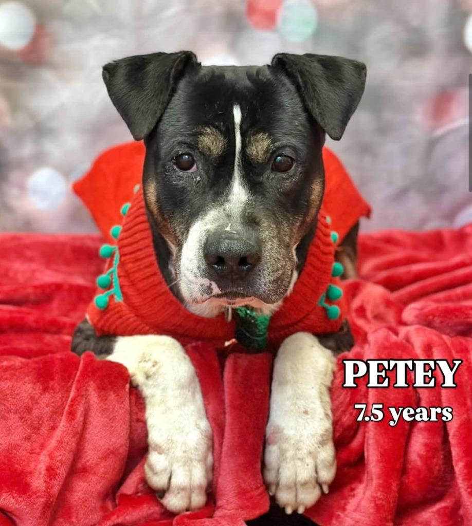 Enlarge Leo (Petey), a Adoptable mixed breed in Pomona, NY image 2/3