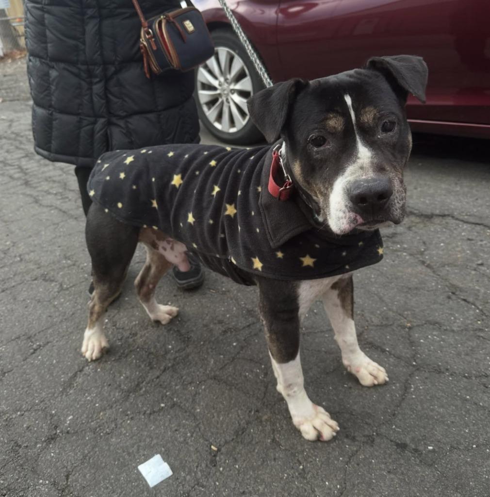 Enlarge Leo (Petey), a Adoptable mixed breed in Pomona, NY image 3/3