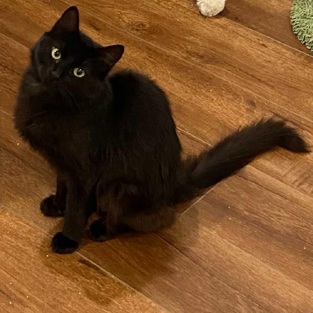 Missy, a Adoptable Domestic Medium Hair in Los Angeles, CA image 1/4