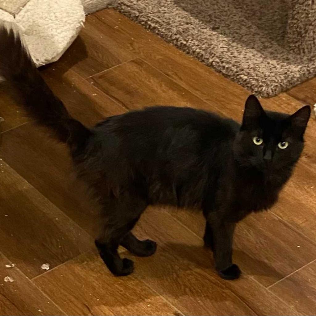 Missy, a Adoptable Domestic Medium Hair in Los Angeles, CA image 2/4