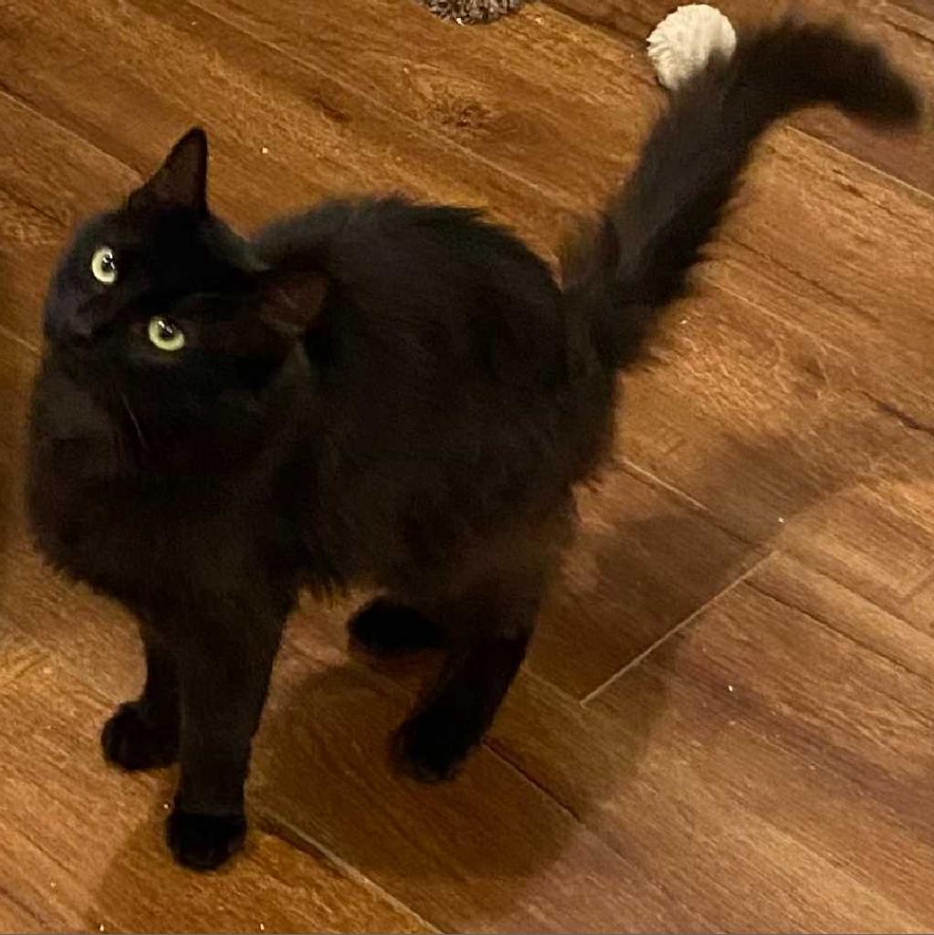 Missy, a Adoptable Domestic Medium Hair in Los Angeles, CA image 3/4