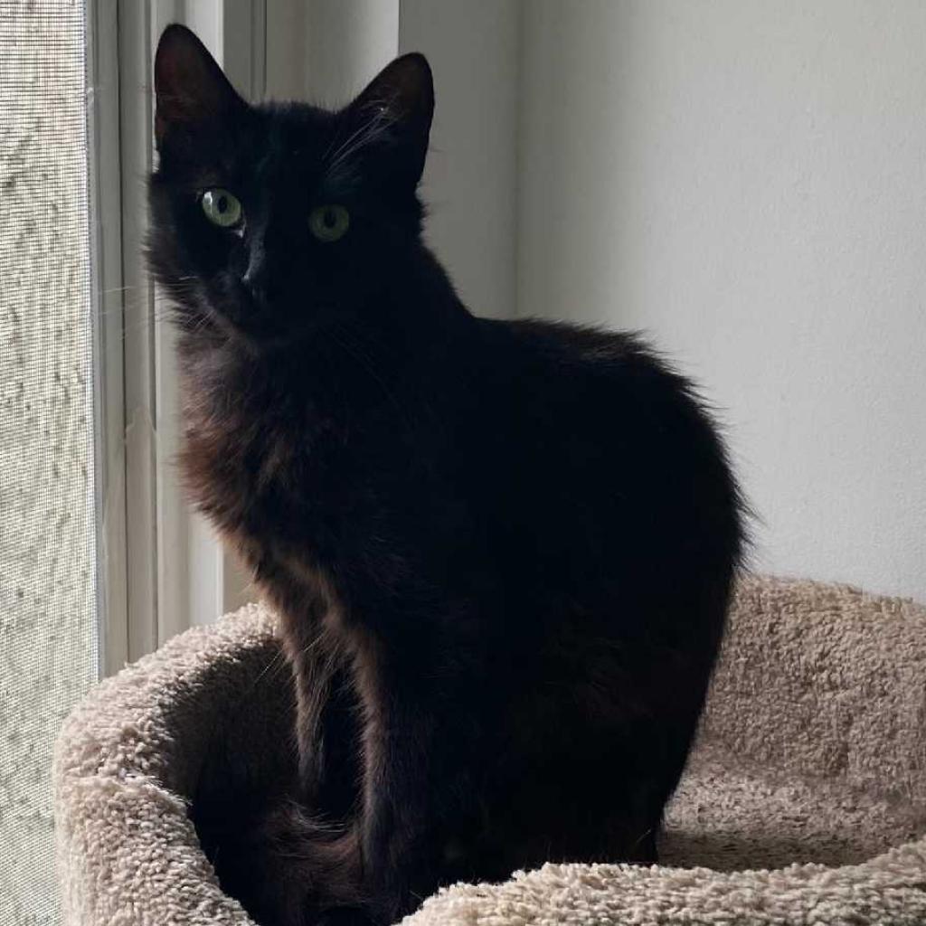 Missy, a Adoptable Domestic Medium Hair in Los Angeles, CA image 4/4