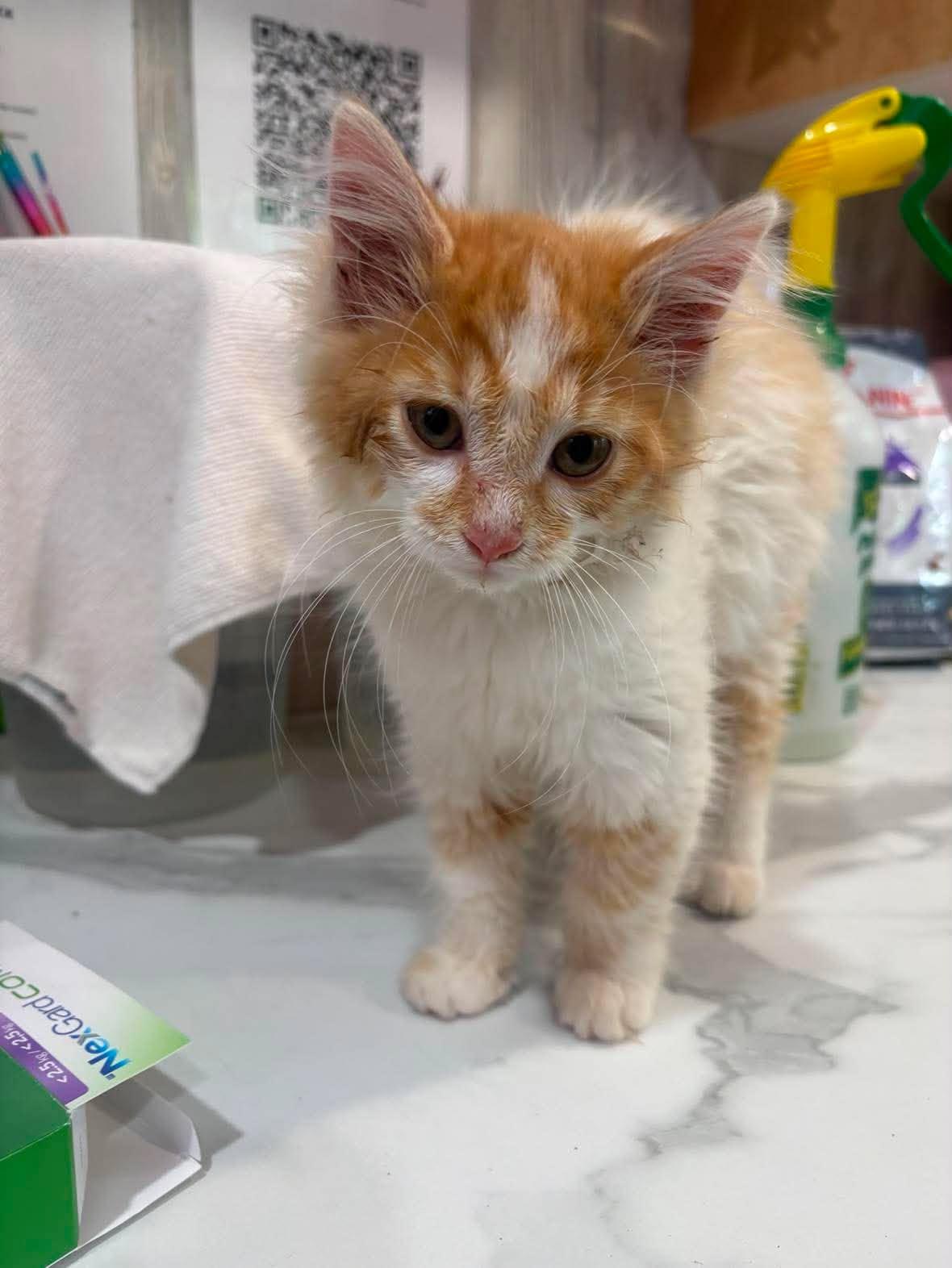 Enlarge MARSHMALLOW FLUFF, an adopted Domestic Long Hair in Tillsonburg, ON image 1/1
