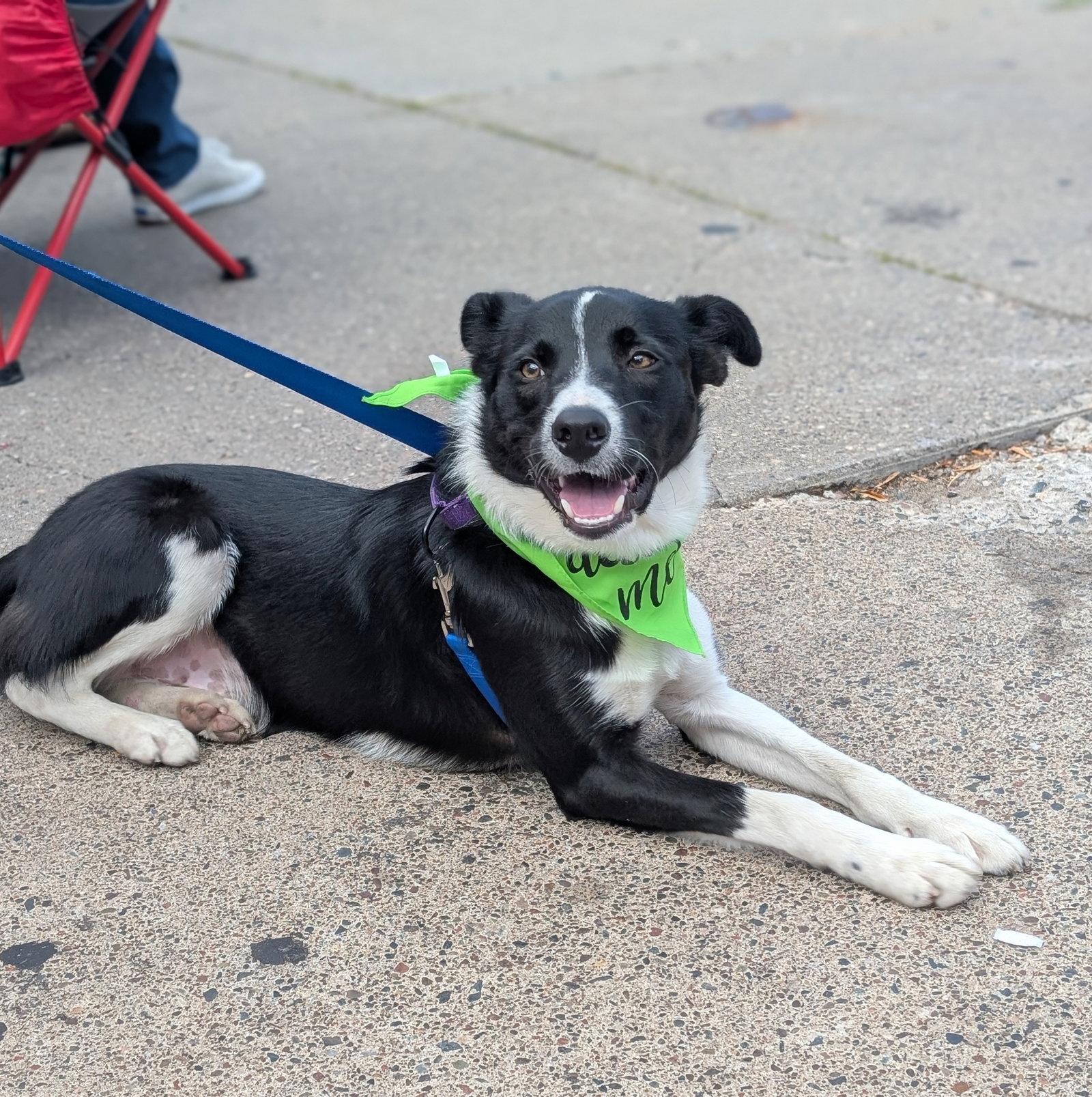 Sir Skedaddleton, Adoptable, Adult Male Collie.