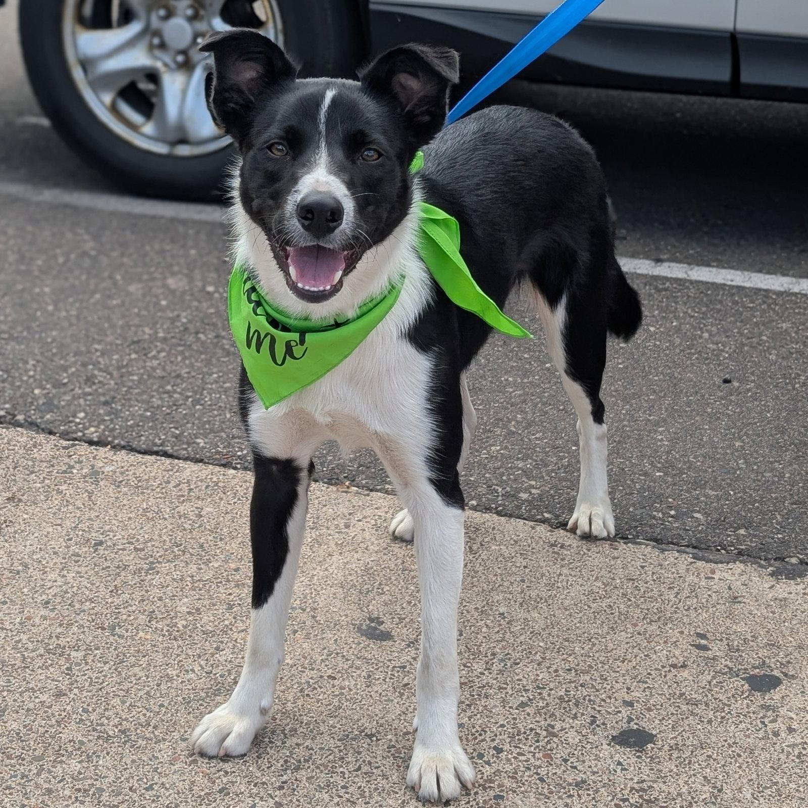 Enlarge Sir Skedaddleton, a Adoptable Collie in Brooklyn Center, MN image 2/3